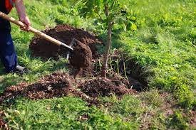 Tree Plantation