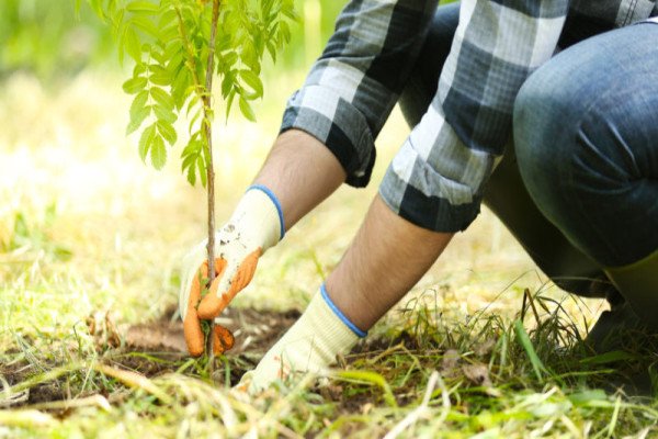 TREE PLANTATION